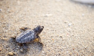 北方适合养什么陆龟（什么龟在北方好养）