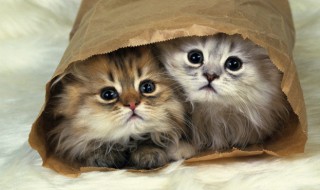 古风宠物名字（古风宠物名字霸气）