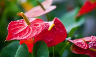 土命的人适合养什么 土命的人适合养什么鱼