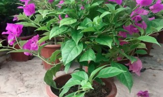 紫背元宝花的养殖方法（紫背元宝花是怎样扦插的）