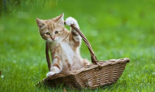 小猫不能吃什么食物(小猫不能吃哪些食物)