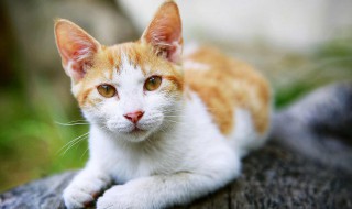 猫可以吃什么食物 小奶猫可以吃什么食物