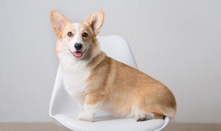 柯基犬吃什么食物好 柯基犬吃什么食物好如何巡狗