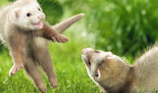 貂吃什么食物（貂吃什么食物最好）