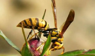黄蜂吃什么食物 大黄蜂吃什么食物