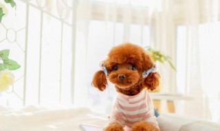 宠物狗泰迪吃什么食物 泰迪狗狗吃啥食物