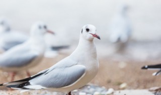 信鸽吃什么食物(信鸽吃什么食物回乳最快)