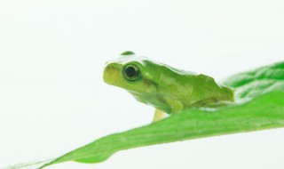 家养青蛙吃什么食物（家养青蛙吃什么食物我弄不到虫子）