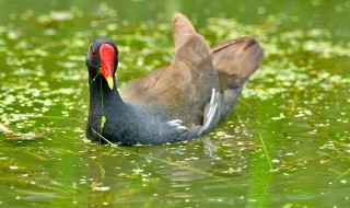 黑水鸡吃什么食物 黑水鸡吃什么食物中毒
