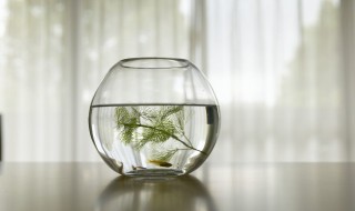 新手适合养什么鱼 新手适合养什么鱼更容易活