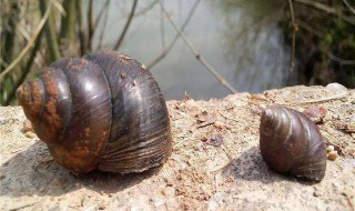 田螺吃什么食物(野生田螺吃什么食物)