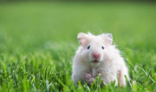 属鸡的适合养什么宠物 属鸡的不适合养什么宠物