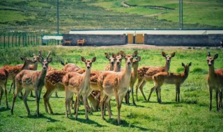 鹿吃什么食物 方舟大角鹿吃什么食物