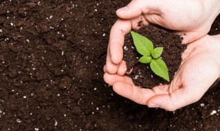 春见施肥时间 春见施肥量与时间表