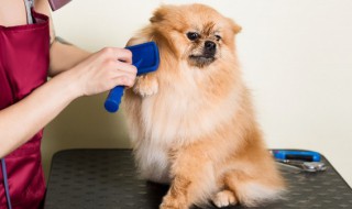 小朋友适合养什么宠物 幼儿园小朋友适合养什么宠物