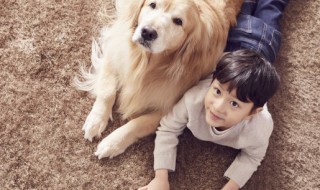 家里有小孩子适合养什么狗（家里有孩子适合养什么狗狗）