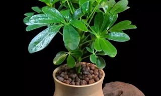 属虎的人适合养什么植物 1986年属虎的人适合养什么植物