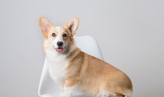 家里适合养什么宠物（家里适合养什么宠物最干净）