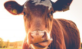 南方适合养什么牛 南方适合养什么牛挣钱