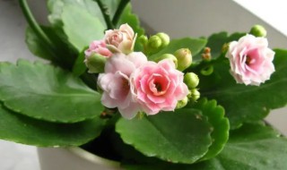 阳台适合养什么花 封闭阳台适合养什么花