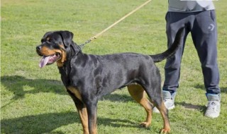 女生适合养什么大型犬 小型犬女生最适合养哪种