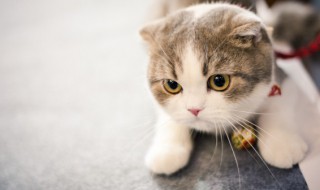 楼房适合养什么宠物 楼房适合养什么宠物,不影响邻居