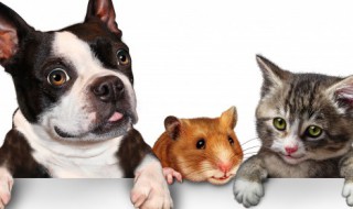 男人适合养什么狗 男人适合养什么狗狗