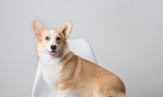 女孩适合养什么狗 女生适合养什么狗大型犬