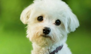 商品房适合养什么狗(商品房养狗狗好不好)