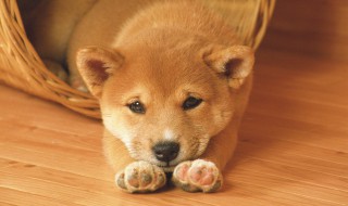 什么属相适合养狗 什么属相适合养狗旺运