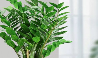 金钱树是什么科一个月才浇一次水 金钱树这种花几天浇一次水