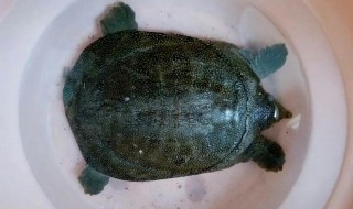 野生甲鱼吃什么食物（野生甲鱼吃什么食物视频）