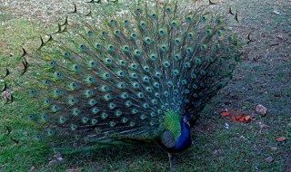孔雀喜欢吃什么食物（孔雀喜欢吃什么食物应该如何照顾她）