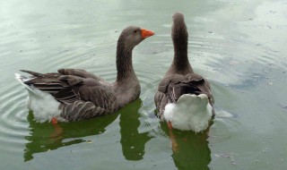 大雁吃什么食物 刚出生的大雁吃什么食物