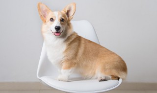 狗吃什么食物好 一个月大的狗狗吃什么食物好