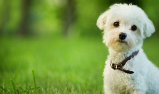 茶杯犬吃什么食物 茶杯犬吃什么食物,长得大吗?