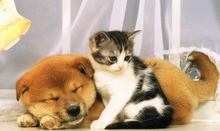 男生适合养什么宠物（上班男生适合养什么宠物）