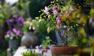 倒挂金钟花后的养殖方法(倒挂金钟花怎么养殖方法)