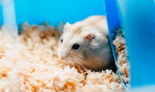 大学宿舍适合养什么宠物（大学宿舍养什么宠物比较好）