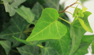 卧室适合养什么绿植 卧室养植物