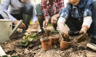 庭院适合养什么花和树 庭院适合种什么花树