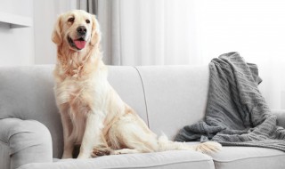 什么人适合养狗 什么人适合养狗什么人不适合养狗