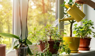 居家适合养什么花 居家适合养什么花较好居家适合养兰花吗