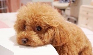 女人适合养什么狗狗(女生最适合养什么狗狗)