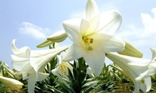 属狗适合养什么植物 属狗适合养什么植物在房间