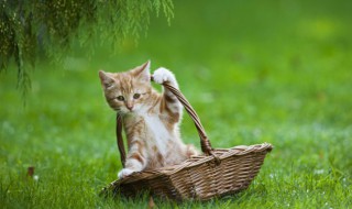 女孩子适合养什么猫（女孩子适合养什么猫猫）