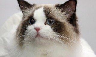 小学生适合养什么猫 小学生适合养猫吗?