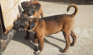 农村适合养什么狗（农村适合养什么品种的狗）