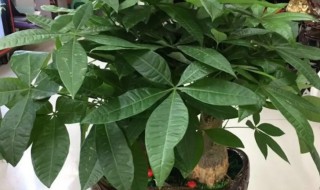 家里适合养什么树（家里适合养什么树对家庭比较好）