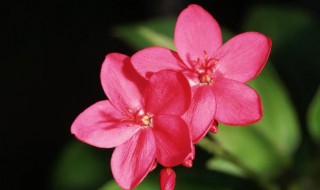 属兔的人适合养什么花（属兔的人适合养什么花或植物）